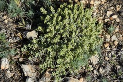 Teucrium gnaphalodes