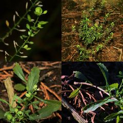 Lepidium virginicum virginicum