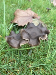 Nolanea edulis concentrica