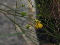 Senna pachyrrhiza