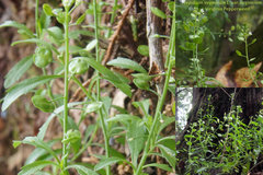 Lepidium virginicum virginicum