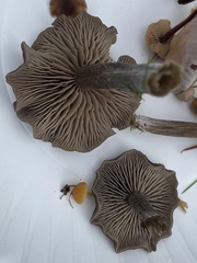 Nolanea edulis concentrica