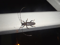 Juiaparus batus