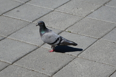 Columba livia