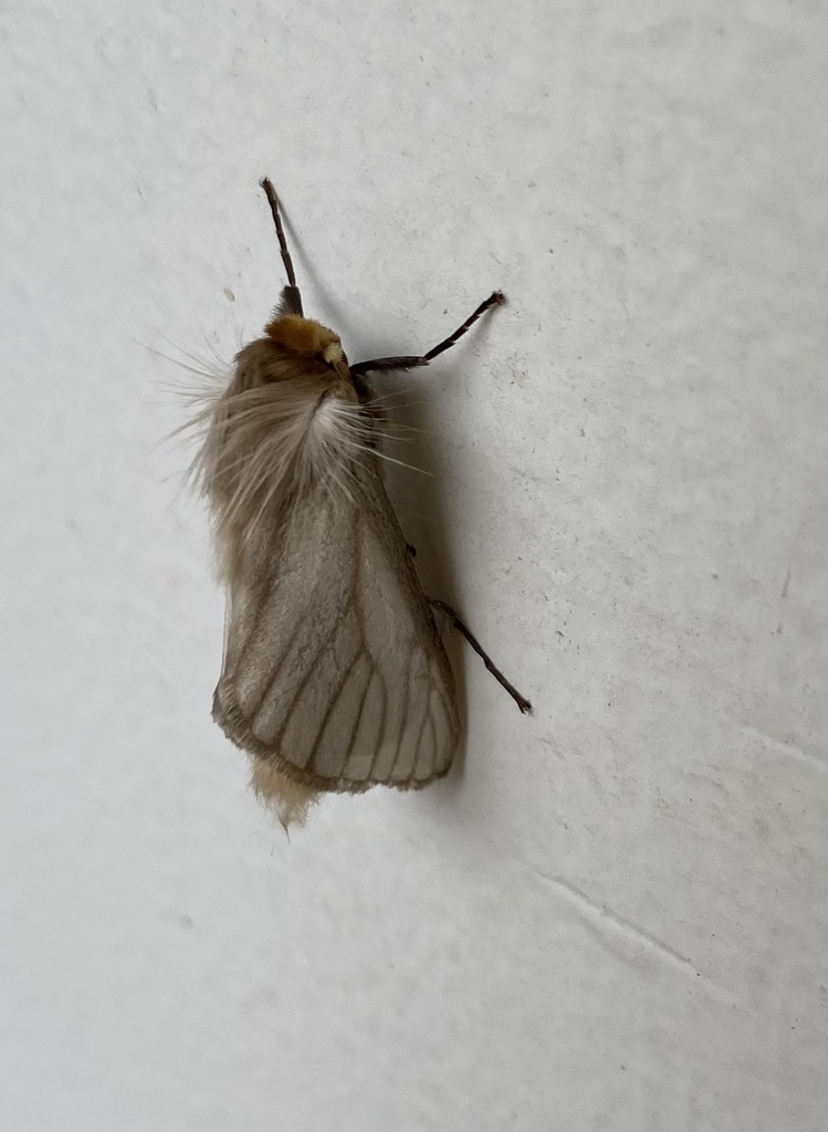 Norape nigrovenosa