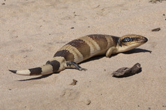 Tiliqua occipitalis
