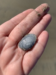 Cryptomya californica