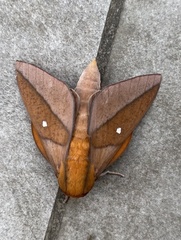Adeloneivaia pelias