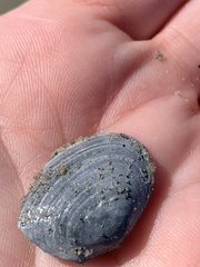 Cryptomya californica