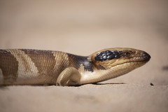 Tiliqua occipitalis