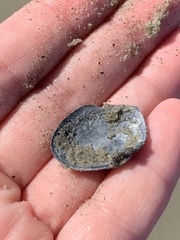 Cryptomya californica