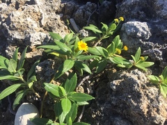 Wollastonia biflora