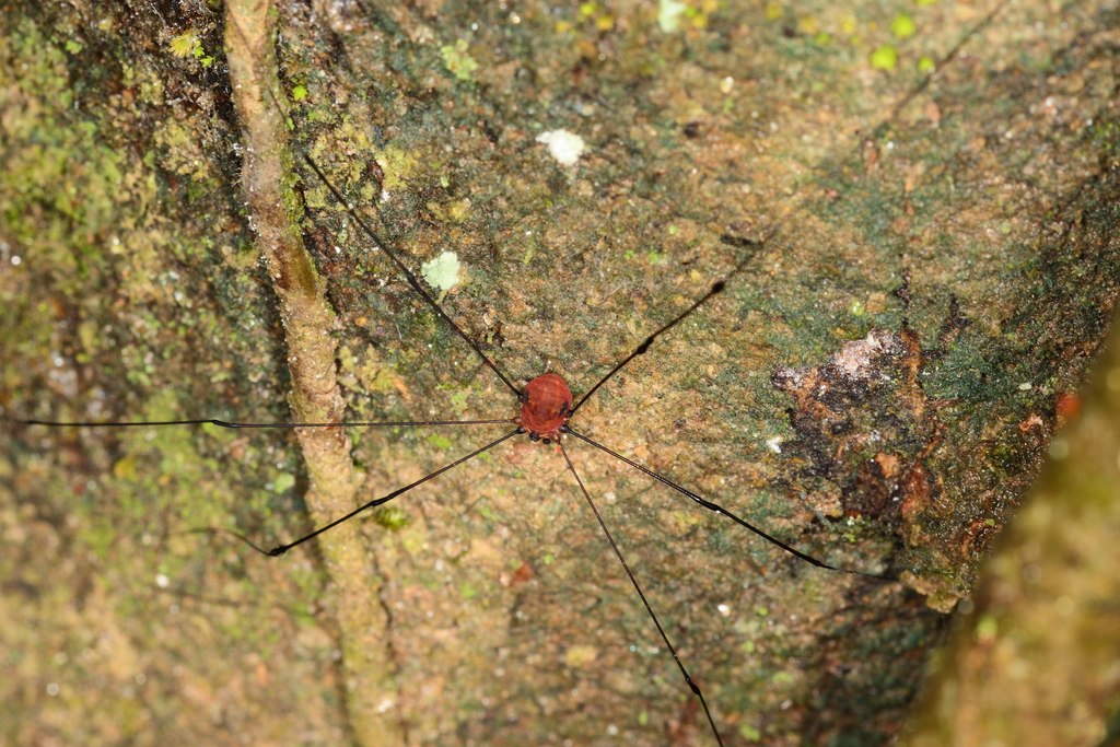 daddy longlegs