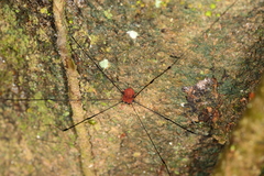 Holcobunus nigripalpis