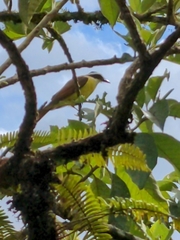 Megarynchus pitangua