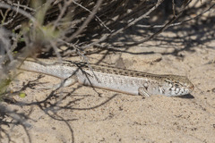 Liopholis multiscutata