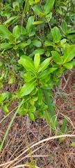 Myrsine cubana