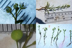 Lepidium virginicum virginicum