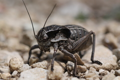 Pycnogaster sanchezgomezi