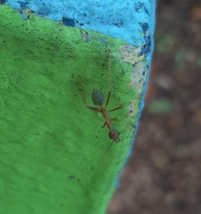 Oecophylla smaragdina