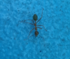 Oecophylla smaragdina