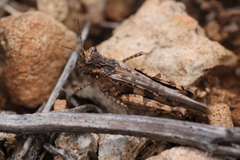 Acrotylus fischeri