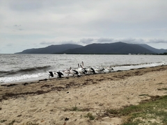 Pelecanus conspicillatus