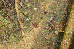 Holcobunus nigripalpis