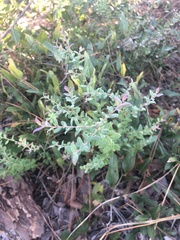 Vaccinium darrowii image