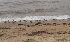 Calidris tenuirostris