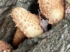 Pholiota squarrosa
