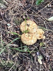 Pholiota squarrosa
