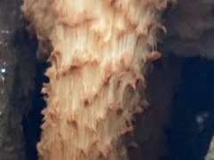 Pholiota squarrosa