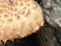 Pholiota squarrosa