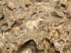 Crinia remota