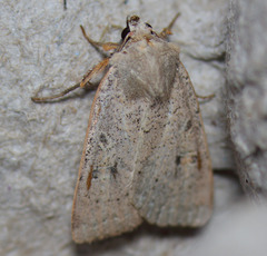 Abagrotis orbis