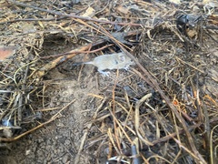 Peromyscus gossypinus