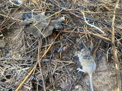 Peromyscus gossypinus