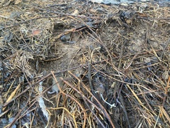 Peromyscus gossypinus