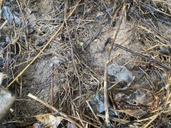 Peromyscus gossypinus