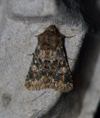 Pseudobryomima fallax