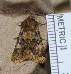 Pseudobryomima fallax