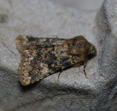 Pseudobryomima fallax