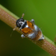 Flavoclypeus andromedus
