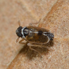 Chionomus puellus