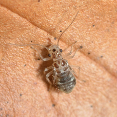 Teliapsocus