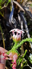 Erica ampullacea