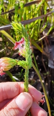 Erica ampullacea