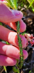Erica ampullacea