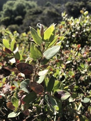 Arctostaphylos morroensis